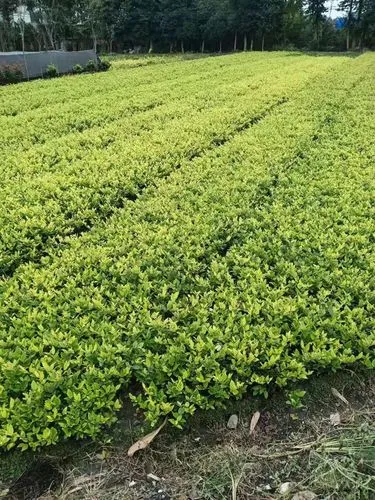 风力发电绿化工程简介怎么写