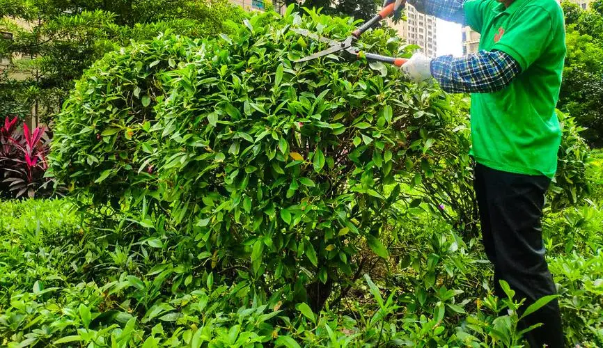 大型园林景观设计植物种植设计